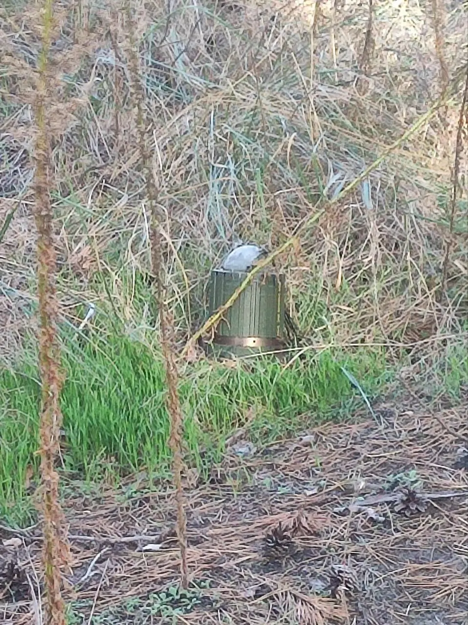 DM1399 in a field